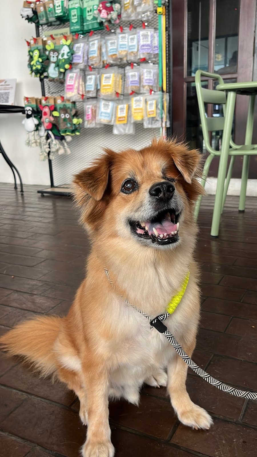 The cafe's resident dog on the pet-friendly porch
